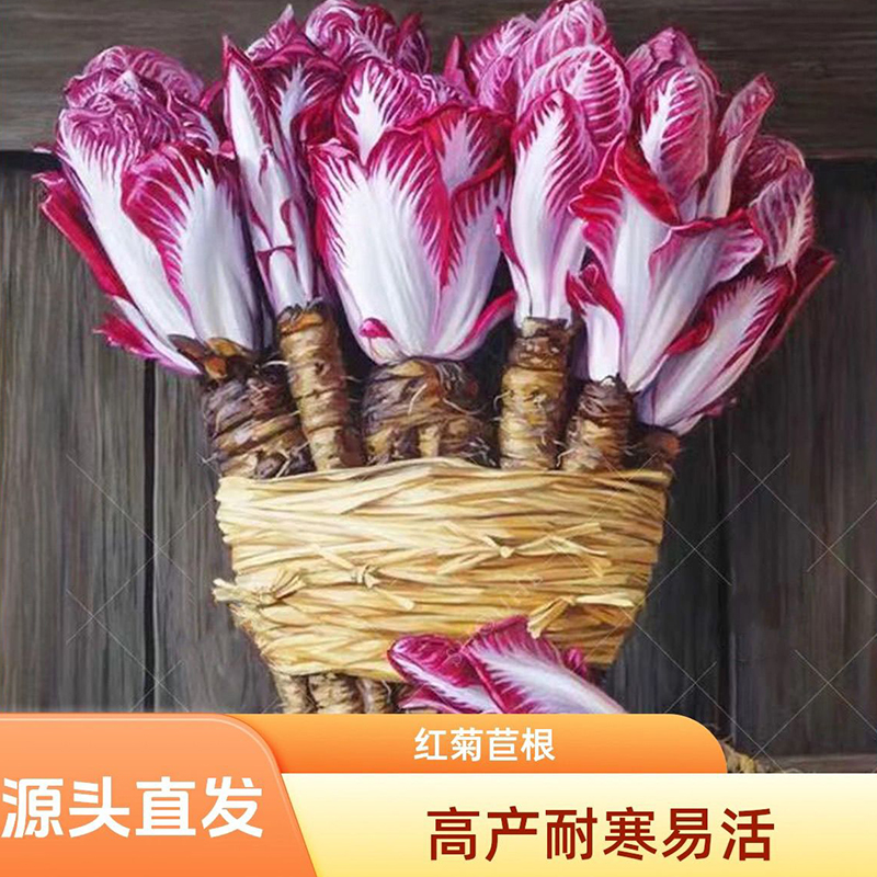 紫玉兰菜金玉兰菜根苗软化菊苣黄芽球菊苣根阳台四季耐寒基地货源
