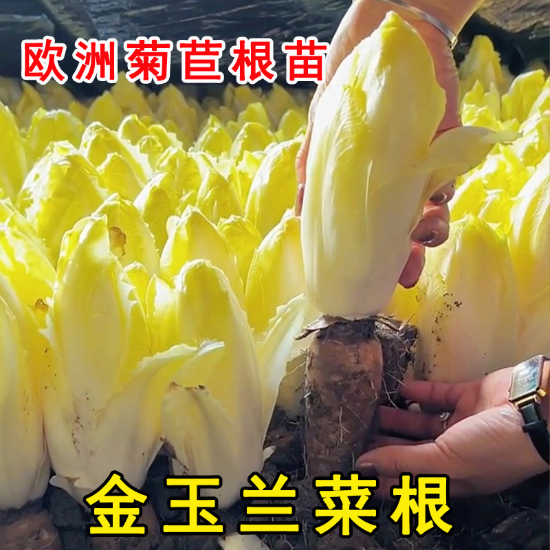 【不活我赔】欧洲菊苣根苗金玉兰菜根紫玉兰菜根盆栽水培四季好养