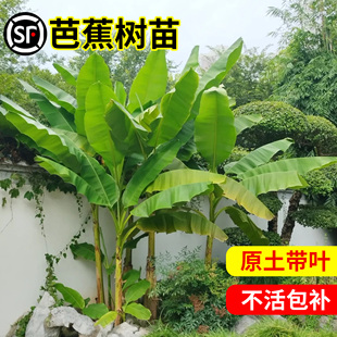 速发芭蕉绿植赏栽香蕉苗粉树耐寒庭院大型芭蕉蕉北方观盆绿化植物