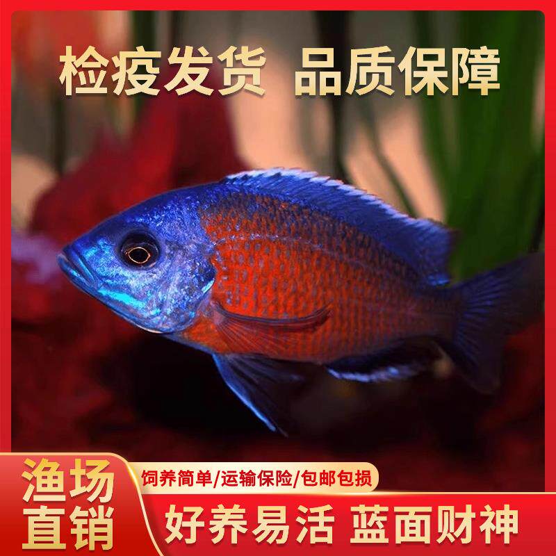好蓝面财神鱼大型财观赏鱼耐活热带水鱼三湖慈鲷鱼招鱼淡养血艳红