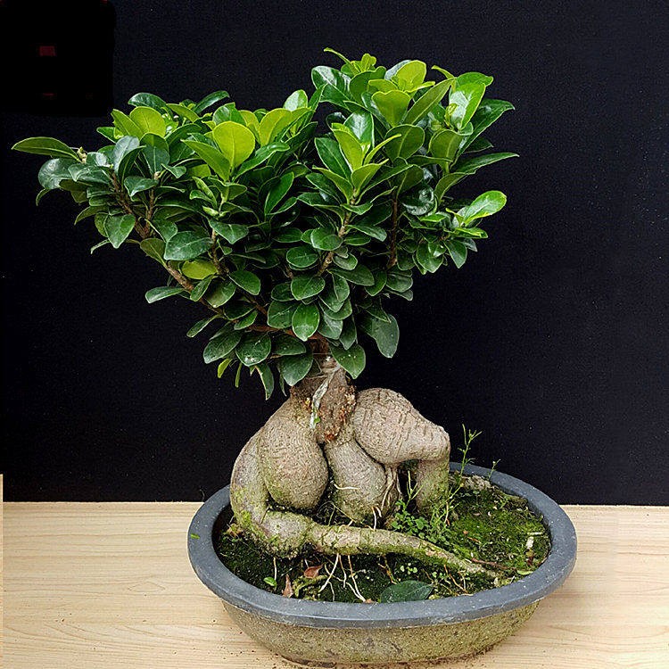人参榕大小榕树台湾虎皮榕绿植盆栽花卉福建茶盆景办公室榆树