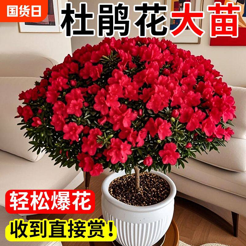 杜鹃花盆栽四季开花树苗带花苞花苗好养花卉植物室内客厅易活绿植