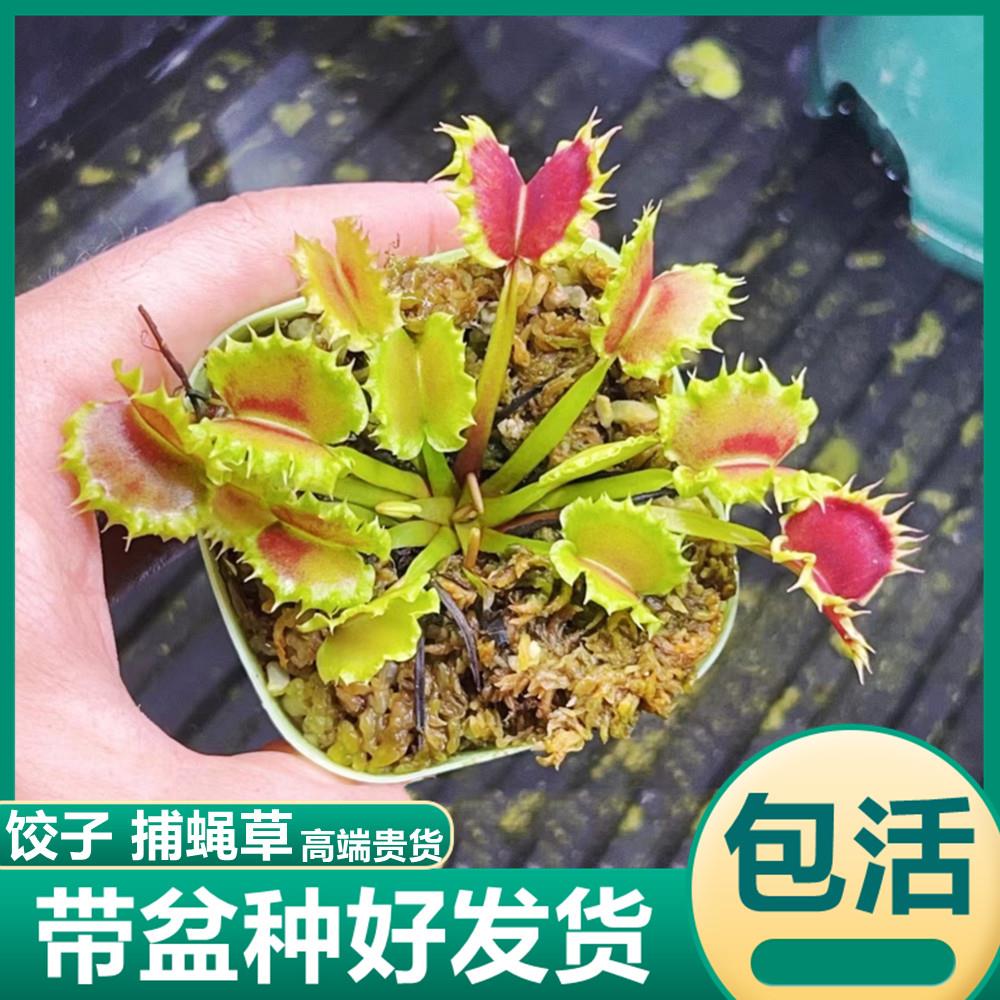 饺子捕蝇草 食虫植物驱蚊草异形夹子捕虫草绿植盆栽高端稀有贵货