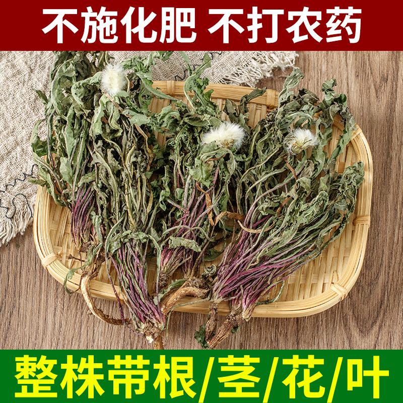 全株蒲公英根野生整根蒲公英茶正品中草药材非特级新鲜浦公英干货