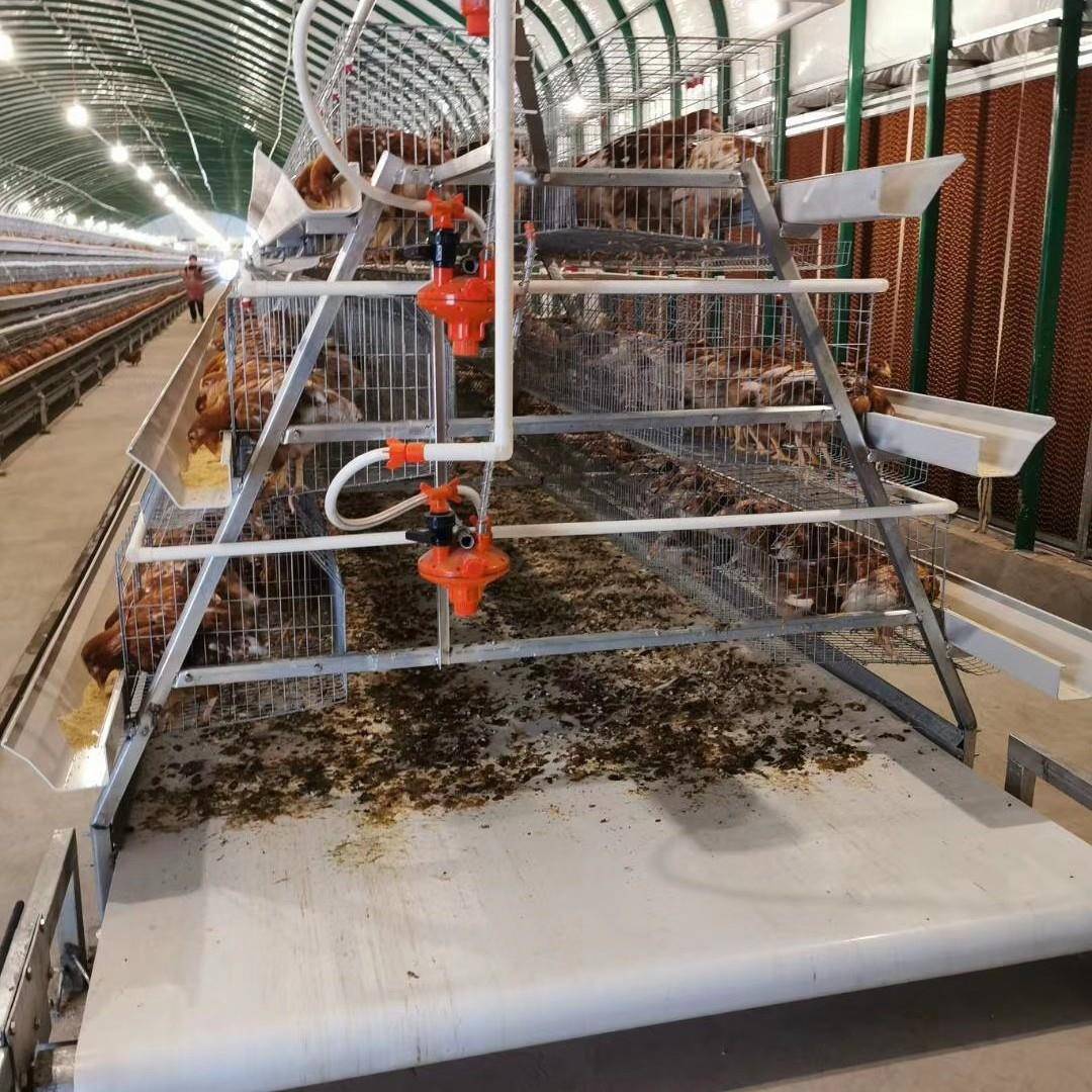 SVK养鸡蛋鸡笼加粗铁槽丝鸡笼自动清粪鸡食设自动饮水养殖设备备