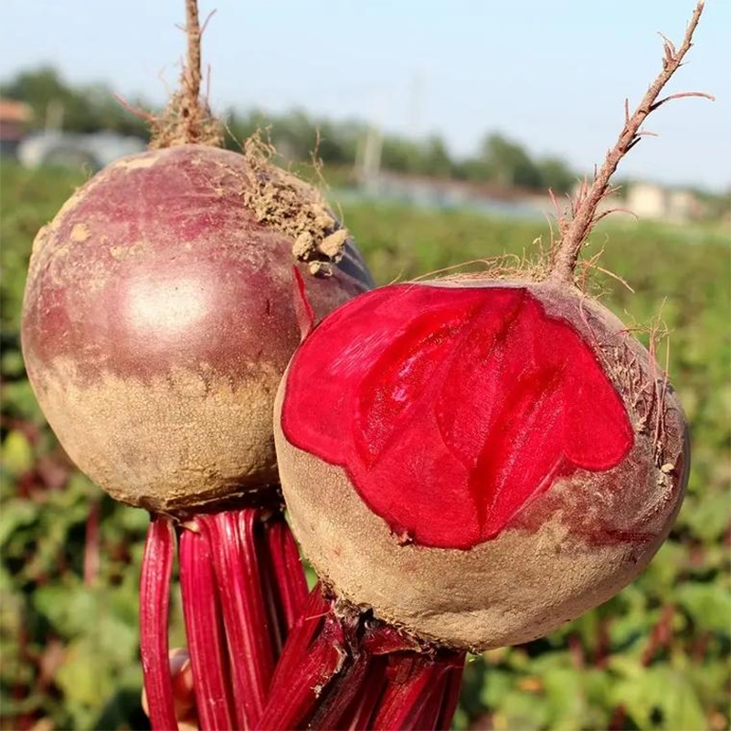 甜菜种子种籽孑甜菜根红甜菜头四季蔬菜盆栽籽种菜籽甜菜根籽田菜