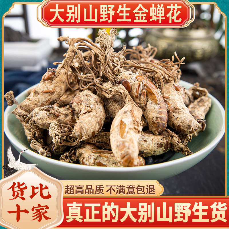 正宗大别山野生金蝉花精选当年新货250g克婵花的功效知了蝉花菌