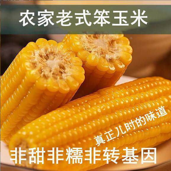 传统老玉米棒黄笨玉米非甜非糯非转基因真空即食低糖低脂代餐包邮