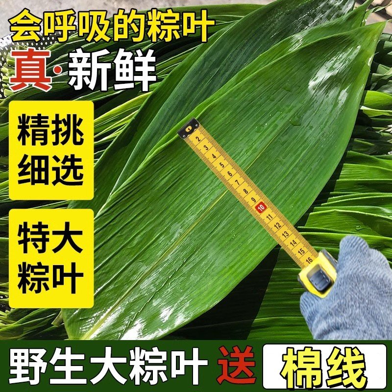 粽子叶粽叶干大号棕叶新鲜包粽子的竹叶子干粽叶商用箬叶材料