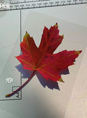 TLP反光车贴 心情切片彩色红枫枫树枫叶红叶秋天植物平面防水贴纸