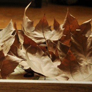 树叶标本枯树叶森k系婚礼干叶子干花橱窗陈列道具树叶法国梧桐落