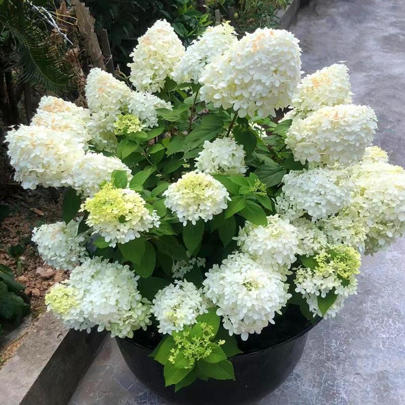 木绣球灯阳台贝香草梅耐拉石灰耐寒安庭院带花苞晒草多年生