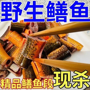 微山湖生态黄鳝鲜活现杀鳝段淡水长鱼肉特大鳝筒滋补炖汤老人补钙