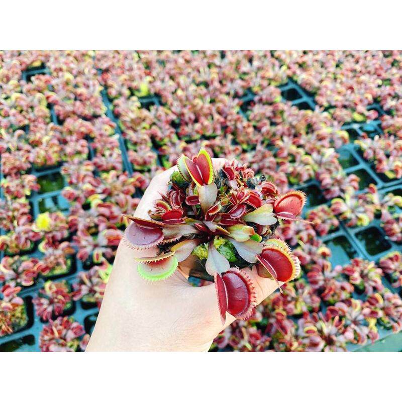 红色食人鱼捕蝇草 驱蚊草食虫花驱虫草食虫植物捉虫子花盆栽绿