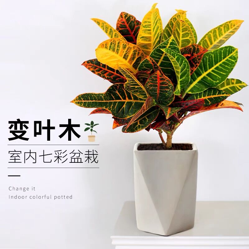 速发变色木盆栽窗叶台庭院好养植物四季常青观叶彩色户子大绿盆植