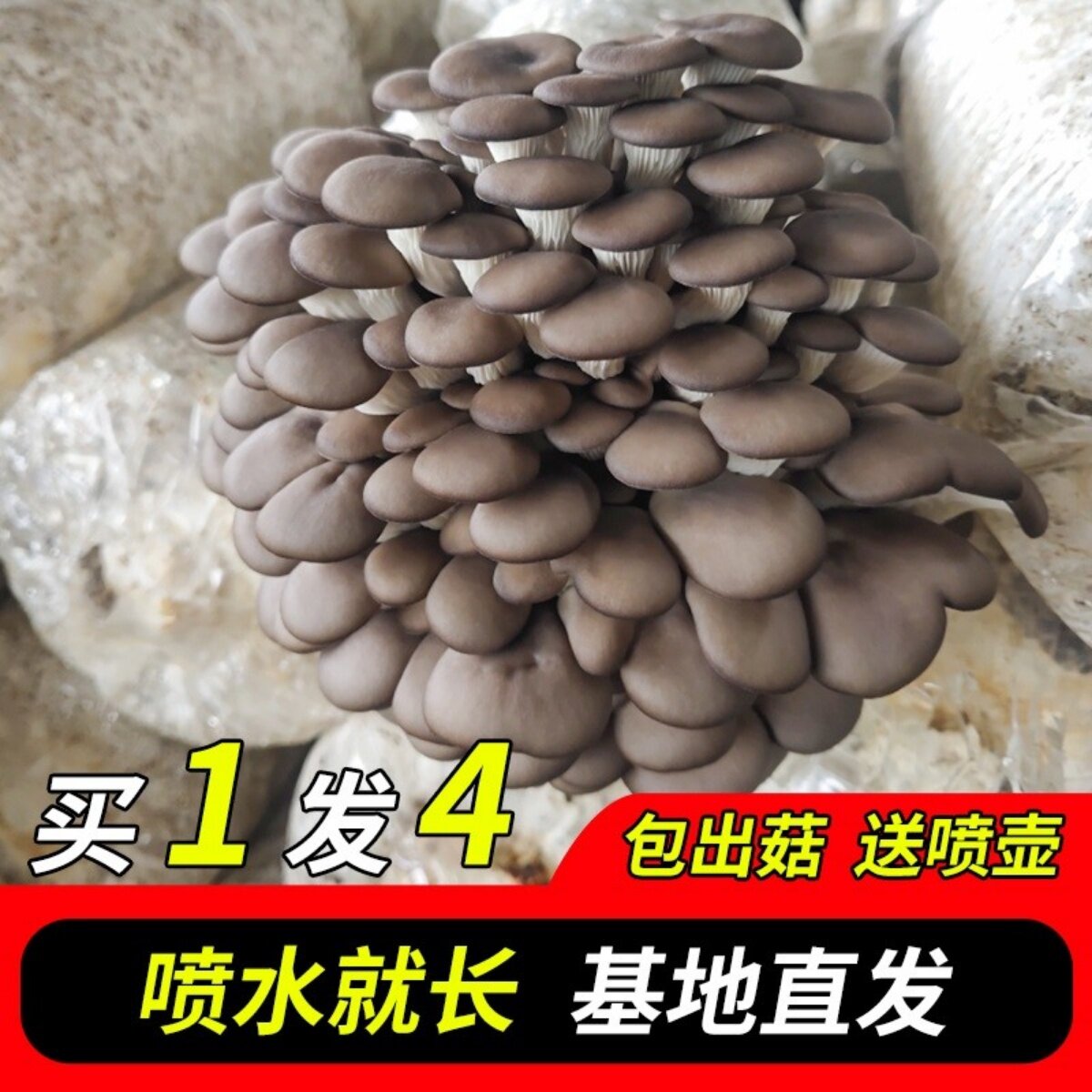 速发蘑菇种植包菌平菇蘑菇菌装香菇金针菇黑种包袋棒家庭自种食用