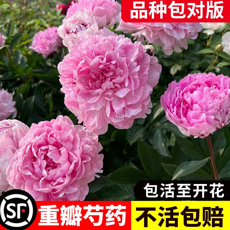 速发重瓣芍药花花带芽栽苗牡丹花台庭院种根室内外苗卉盆大植物
