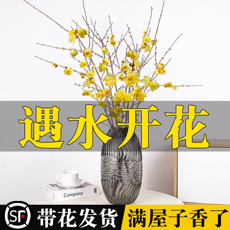速发枝宵腊梅带花苞室内水培植物鲜切花卉年干花干支水养懒人澳洲