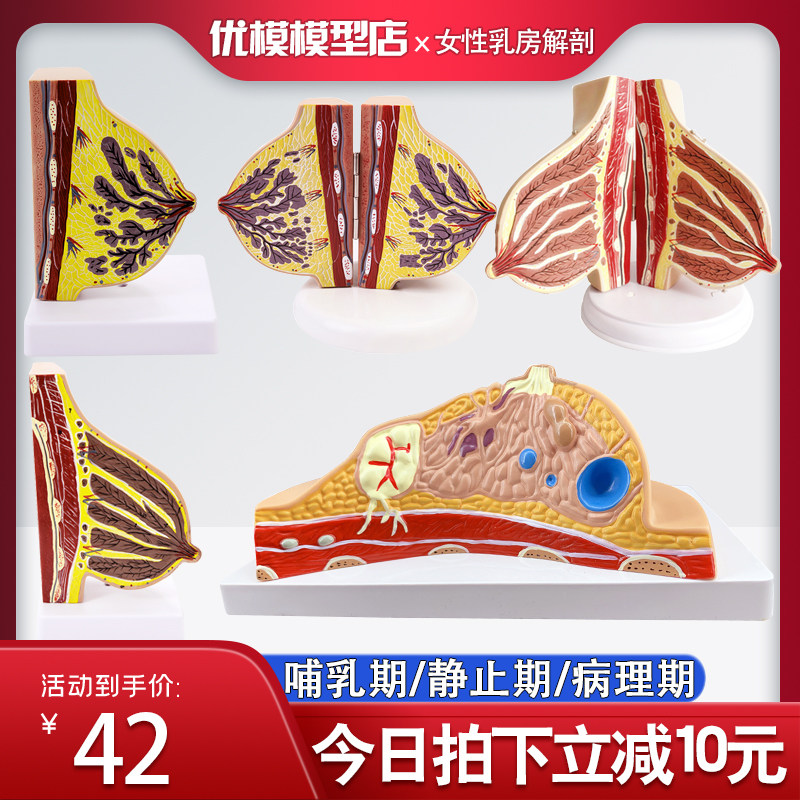 速发乳房模型胸止型胸部解剖造型静模期哺乳期性乳房结构模医学教