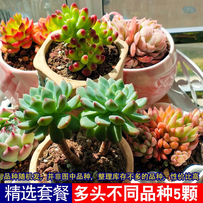 速发多肉植物组合盆栽仙人掌仙人球蓝多头群生老桩带盆颗好养