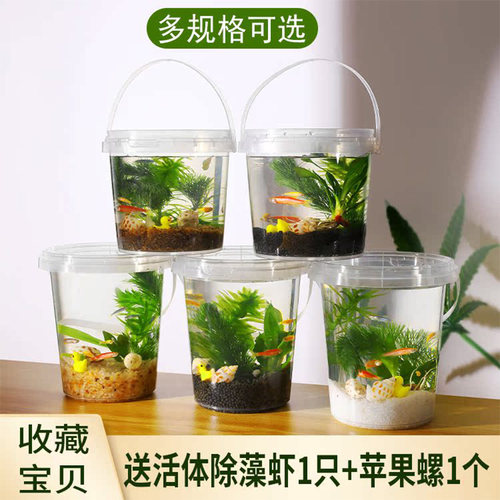 速发初中生物生态瓶材料面循环微景观免换水打免理桌自迷你造景鱼