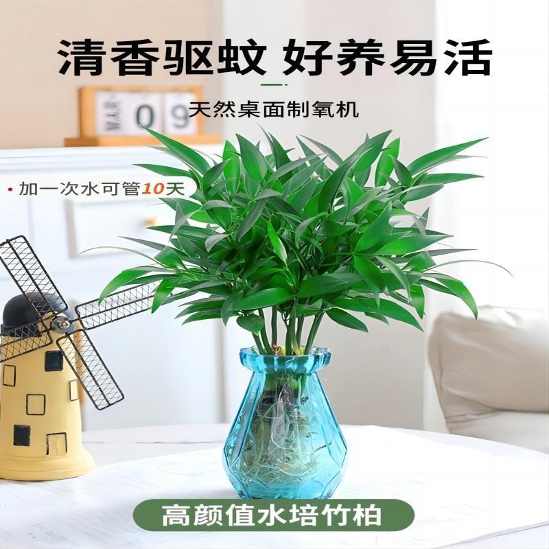 速发驱公竹柏水培植物绿植室内盆栽好养活办蚊四桌面室季常青驱蚊