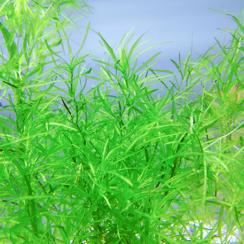 竹节草鱼缸水族箱造景鹿角藓虾躲避净化水质淡水新手易养阴性水草