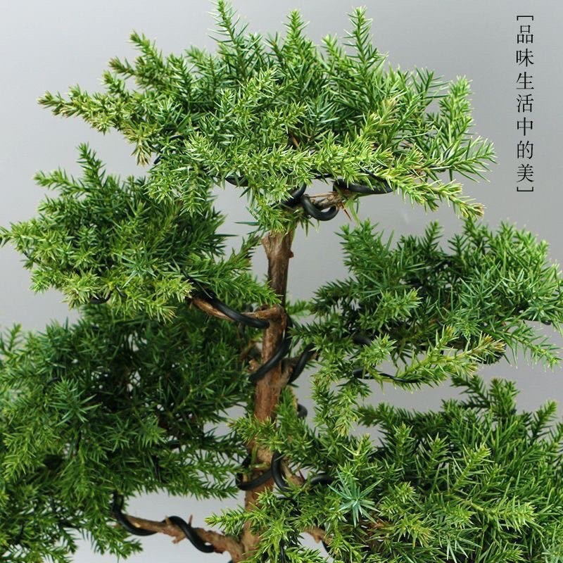 速发创意地柏树景迎客松造型外盆盆栽手工编制室内真绿植四季常青