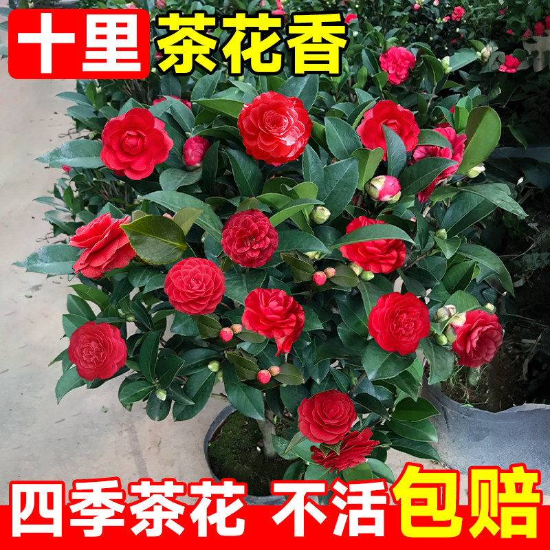 速发盆栽山卉苗季花苞五色赤丹四带香妃植白名贵室内红物