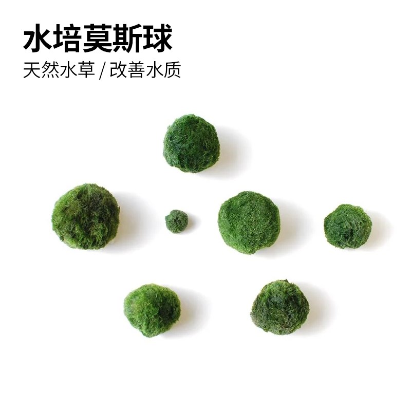 速发乌龟缸生态水培净水植物桌面鱼缸缸饰造景水生瓶植虾装水草绿