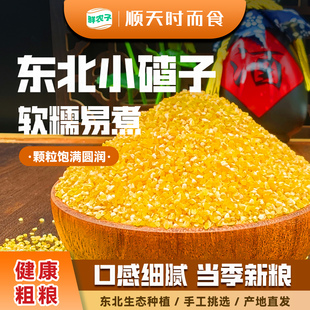 东北小碴子新粮玉米糁玉米渣子农家玉米茬五谷杂粮玉米碎煮粥粗粮