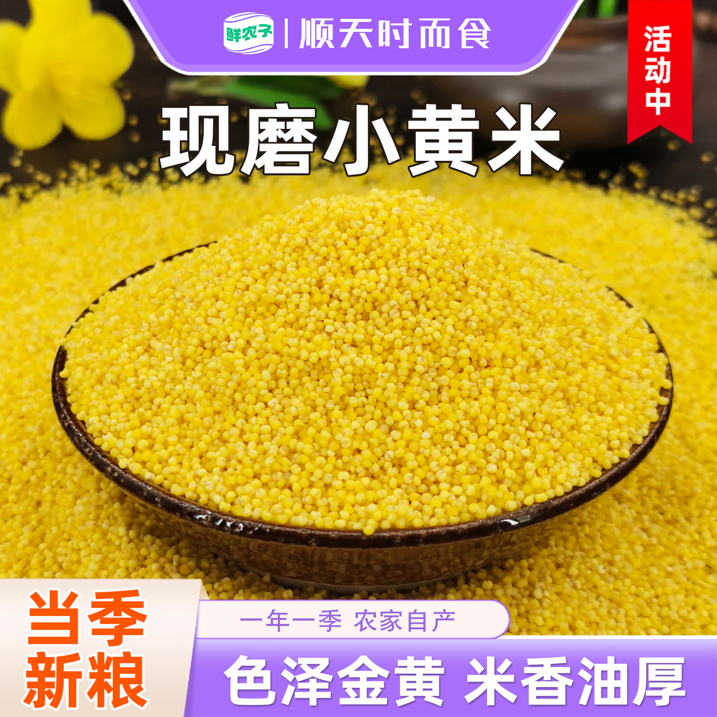 东北黄小米农家自产新米油小米煮粥粗粮五谷杂粮黄小米粥1斤