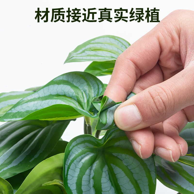 速发黄缘龟造景植物饲养箱生态环境安缘乌龟缸爬宠箱躲避装饰绿植