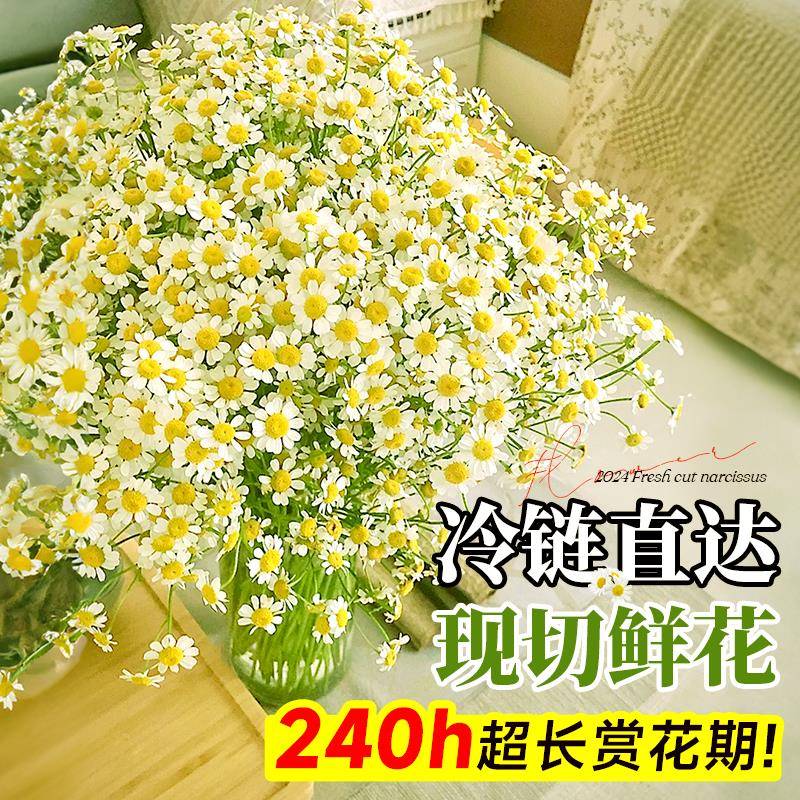 洋甘菊鲜花顺丰hzy78577瓶次日地小雏菊花束云南基直发水达培植物