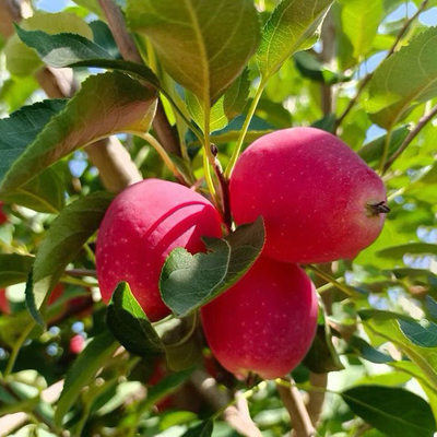 正宗新疆海棠果现摘现发