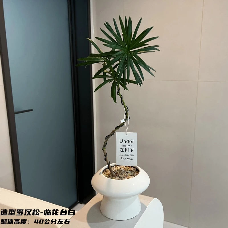 造型罗汉松绿植盆栽易活四季长青室内办公室桌面客厅懒人植物盆景