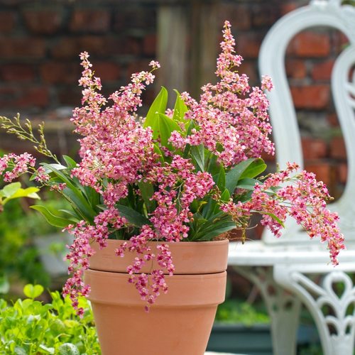 旗舰店梦香文心兰盆栽带花苞阳台兰花花卉年宵花卉植物
