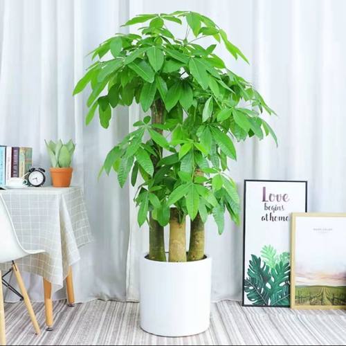 步步高发财树进宝客厅办公室大型盆栽净化空气观叶大植物装饰