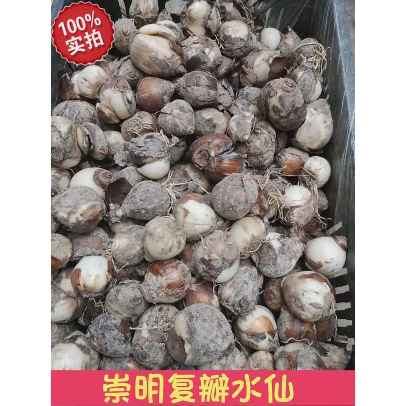 速发玉玲珑 复瓣水仙花种球 崇明水仙盆栽水培地栽湖南美丽莲花园