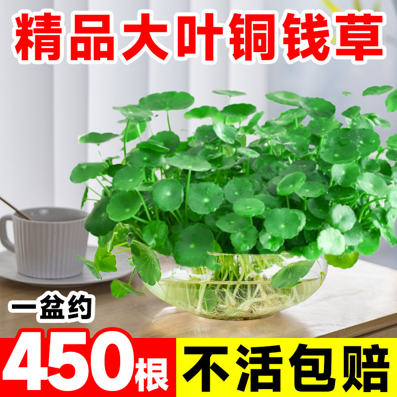 速发大叶子铜钱草水养植物盆栽室内客金办公室水生水培植物厅钱草