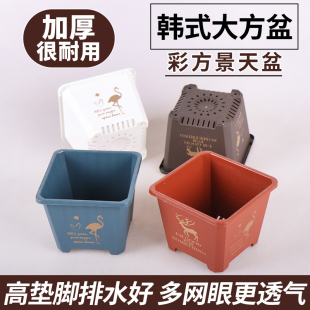 速发高宅景天盆多肉花小方盆老桩韩式多人球仙肉盆塑料印花花卉绿