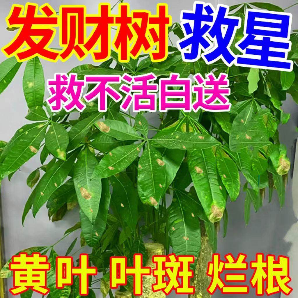 发财树叶斑病专用营养液叶子发黄起斑烂根促生长植物通用型肥料