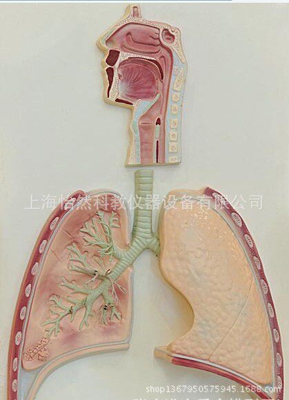 呼吸系统概观模型