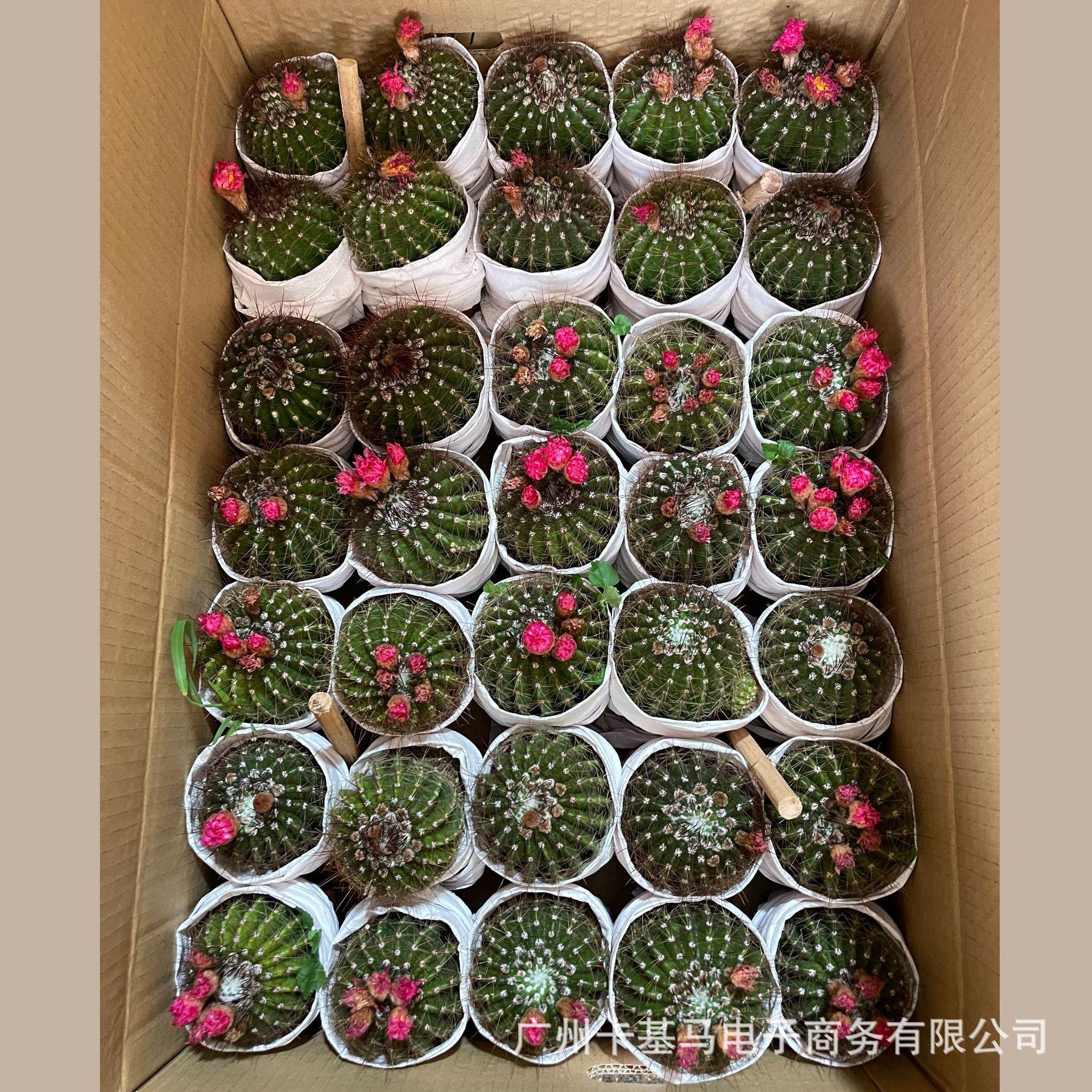 【基地直供】红彩玉开花仙人球多肉植物花卉小盆栽办公居家植物