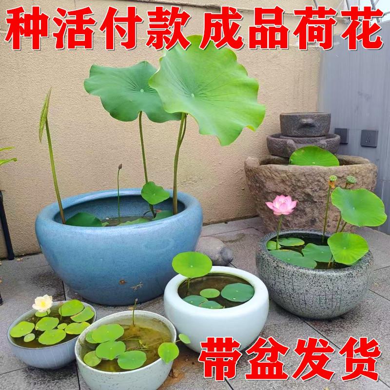 成品缸荷花苗带莲藕根苗水盆大RJF型莲花盆栽藕观赏水培水养池塘