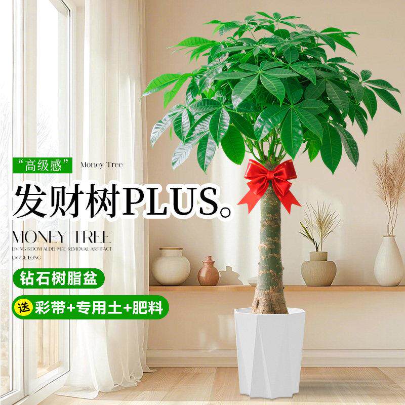 发财树客厅大盆栽办植公大室大型绿植型大棵绿物合室内摆放的树落
