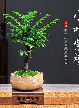 叶紫檀景绿盆z紫檀植盆栽老桩植物室内茶几客厅办公桌小树面苗四