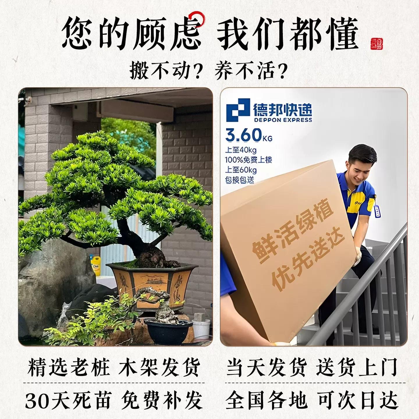 罗汉松盆景开业送礼松镇招财绿植一枝春(季宅好养盆栽室内大四型