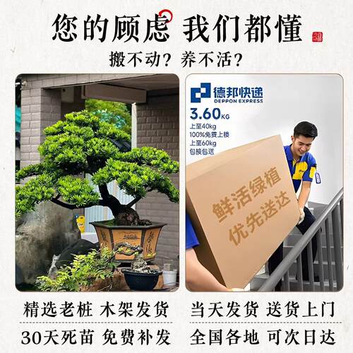 罗汉松盆景开业送礼松镇招财绿植一枝春(季宅好养盆栽室内大四型