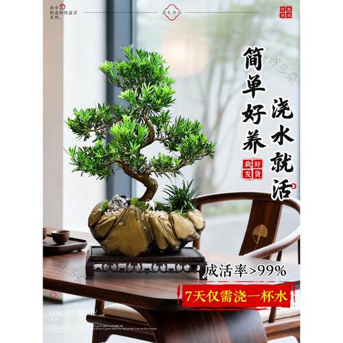 特造型罗汉盆景栽室内客厅老桩绿植桌面真树级盆迎客松松四季好养